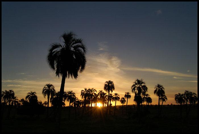 Rocha's palm grove III Poggi, Carolina