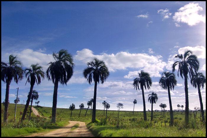Rocha's Palm grove I Poggi, Carolina