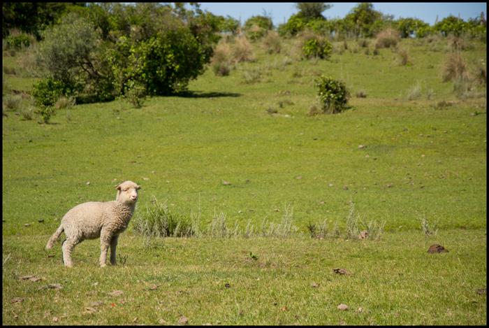 Oveja en el campo, Treinta y Tres (Uruguay) Poggi, Carolina