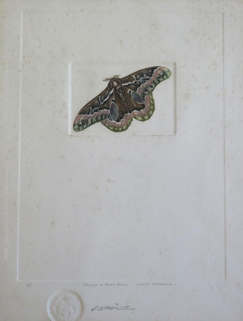 Piedras Blancas butterfly Cardillo, Rimer
