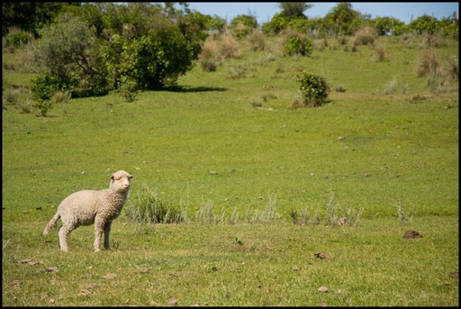 [10317] Oveja en el campo, Treinta y Tres (Uruguay)