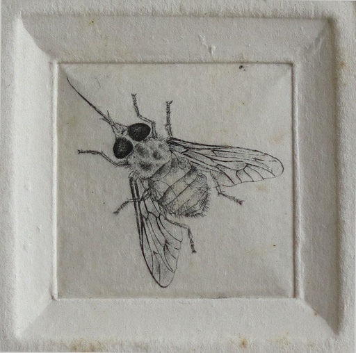 [12995] Arapey's horsefly