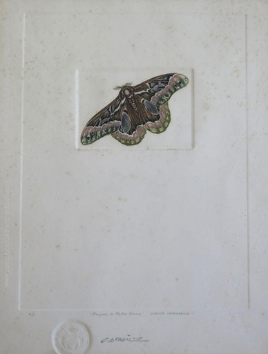 [13859] Piedras Blancas butterfly